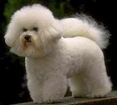 Bichon Frise