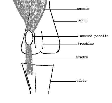 patellab.jpg