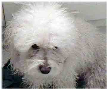 bichon dog rescue